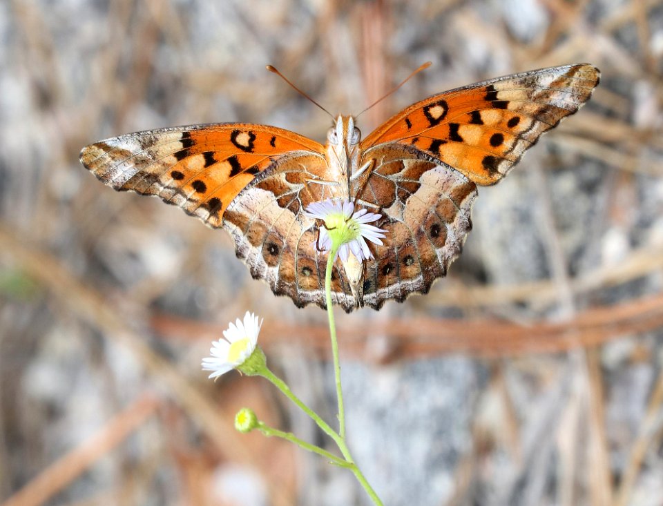 FRITILLARY VARIEGATED (Euptoieta Claudia) (6-6-2017) Croatan Nat Forest Carteret Co Nc -01