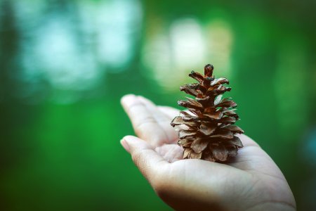 Pinecone On Hand