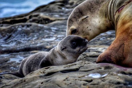 Seal With Newborn Pup photo