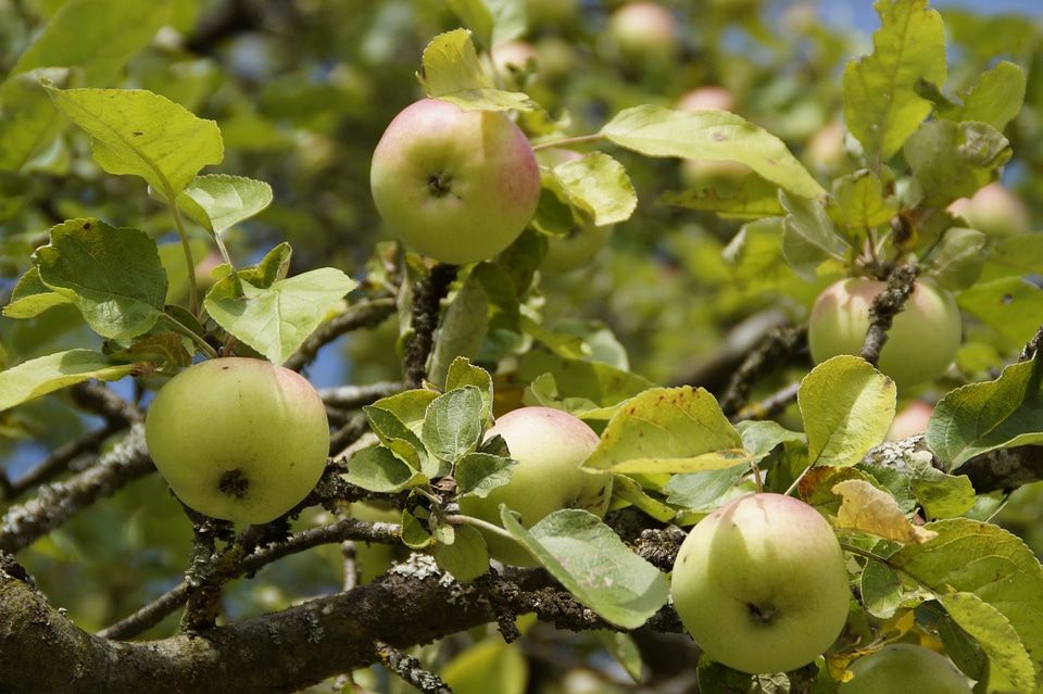 Branches fruit fresh