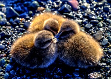 Young Ducklings On Pebbles