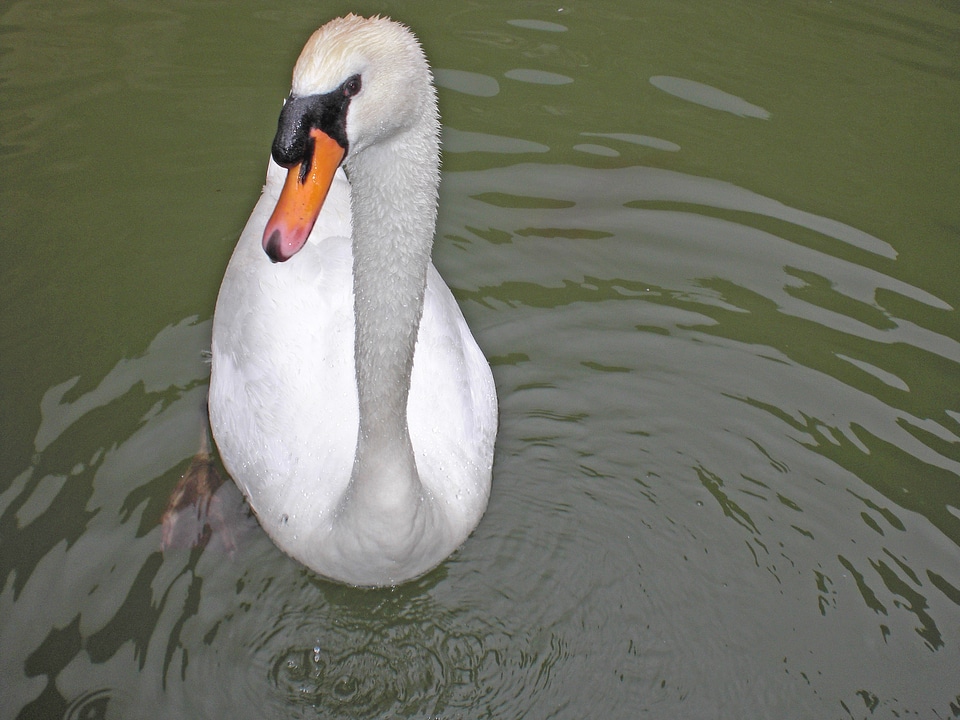 Nature fauna animal