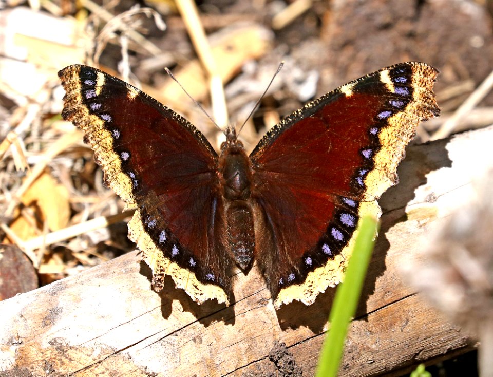 MOURNING CLOAK (Nympahalis Antiopa)(6-1-2017) Boulder Mt Garfield Co Ut -01