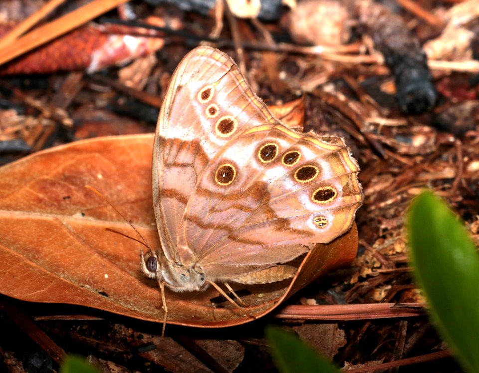 PEARLY-EYE SOUTHERN (Lethe Portlandia) (6-15-2017) Weymouth Woods Sandhills Preserve Richmond Co Nc -03 photo