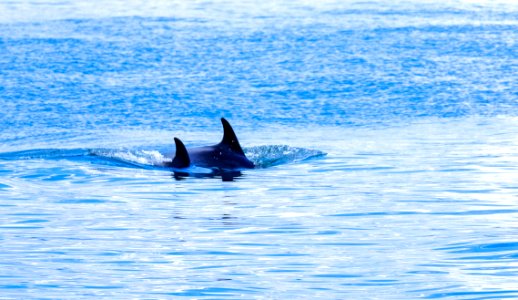 Swimming Orcas In Blue Waters photo