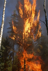 Burning båtfors smoke photo