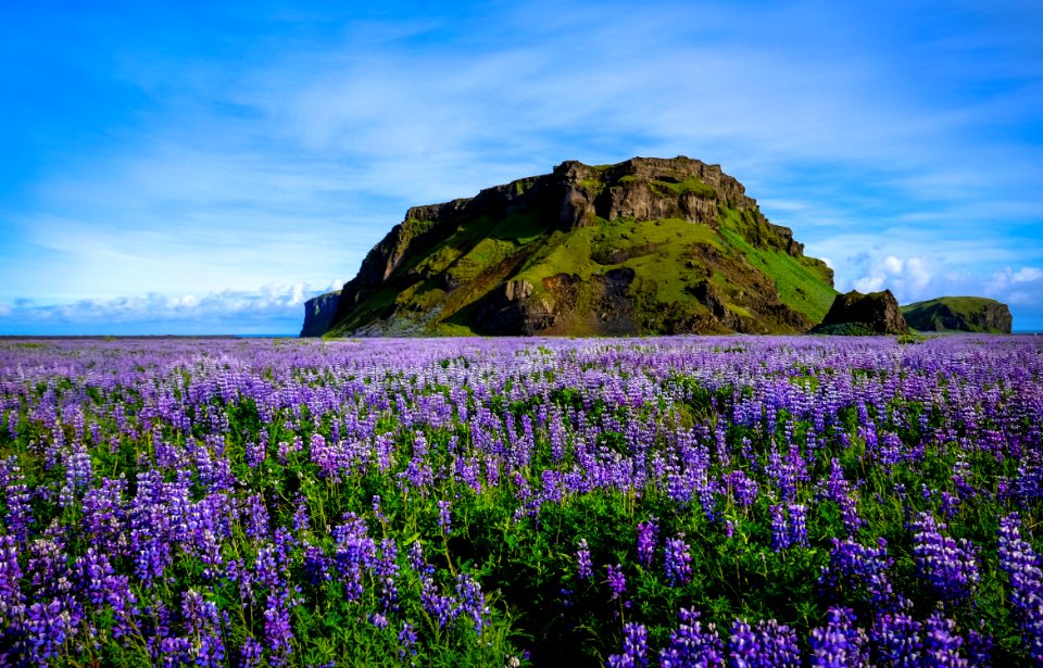 Wildflowers In Field With Rock Formation