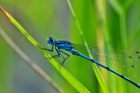 Blue Dragon Fly photo