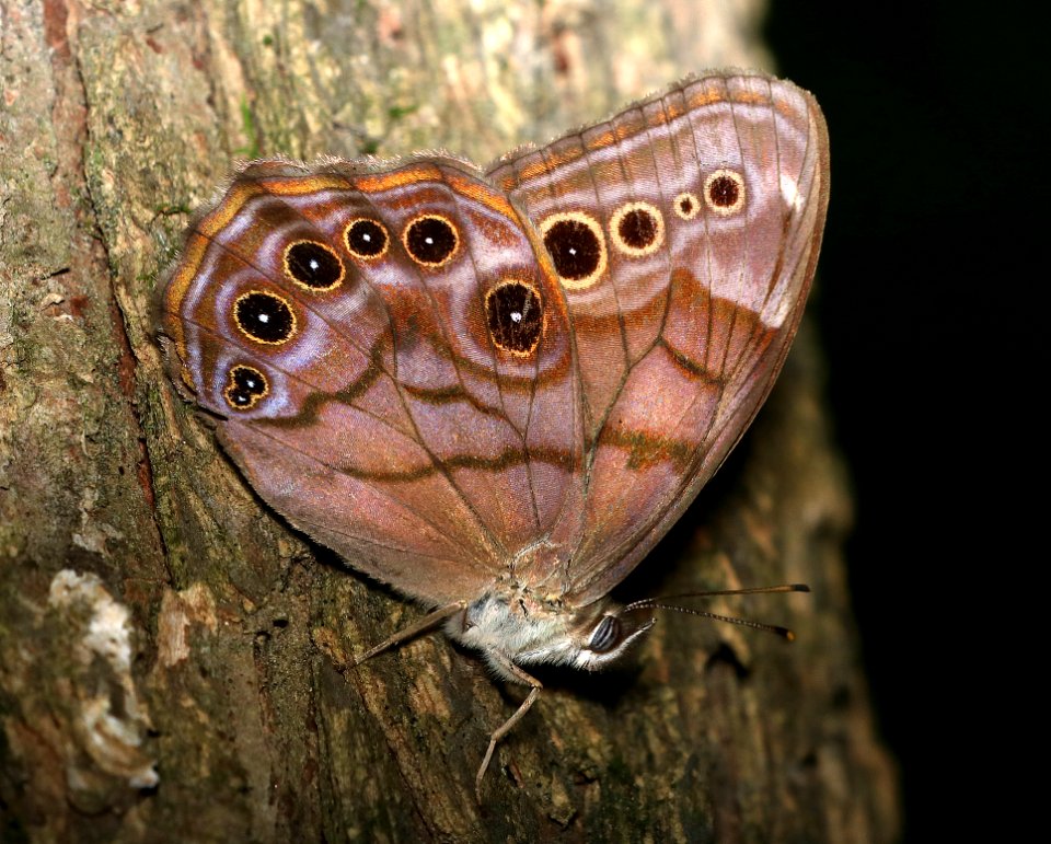 PEARLY-EYE NORTHERN (Enodia Anthedon) (6-19-2017) Pilot Mountain State Park Surry Co Nc -04