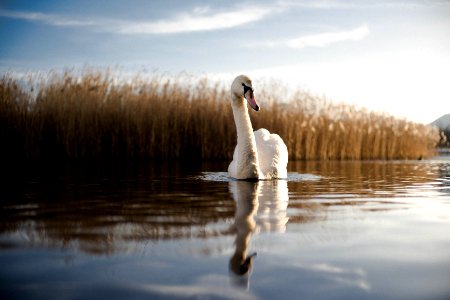 Swan Reflecting In Water photo