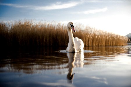 Swan Reflecting In Water