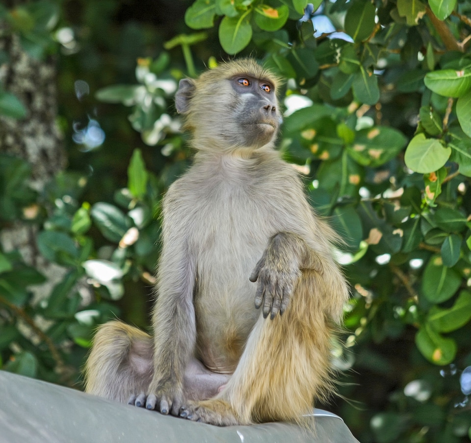 Sitting botswana brown