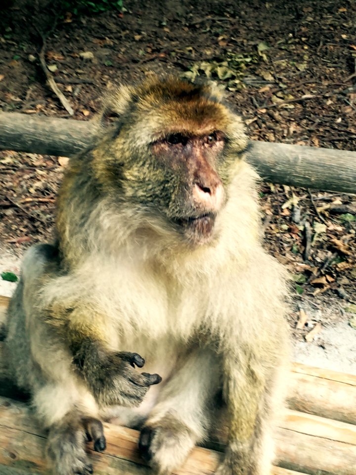 Monkey Sitting On Bench