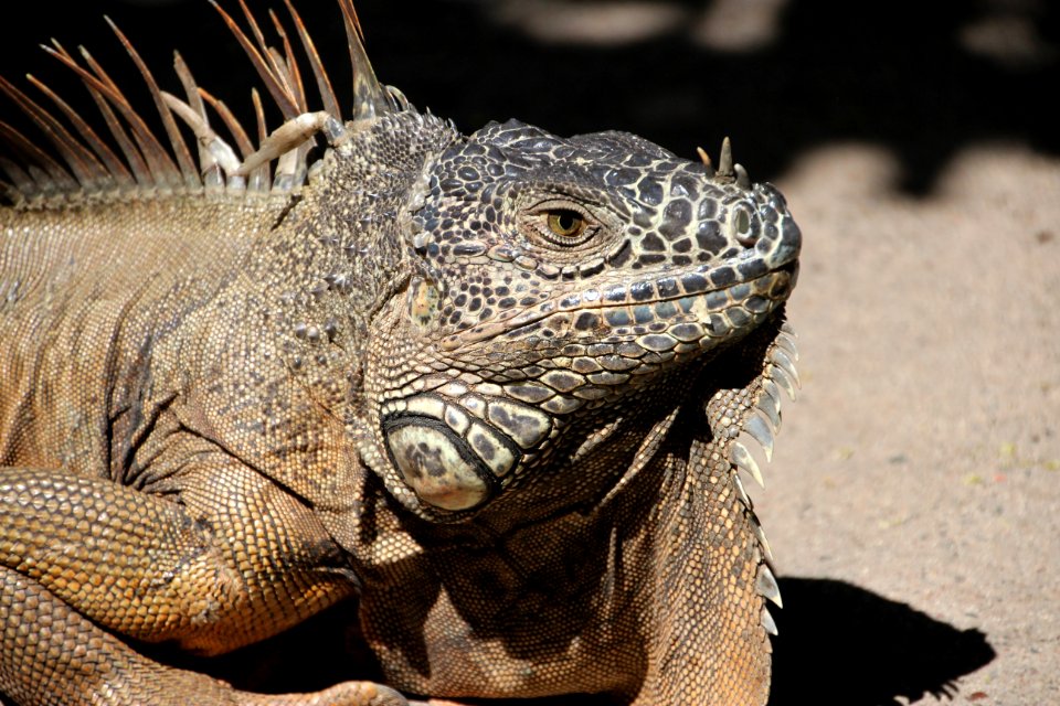 Reptile Iguana Scaled Reptile Iguania