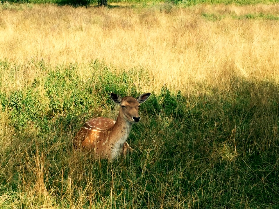 Deer Sitting In A Field