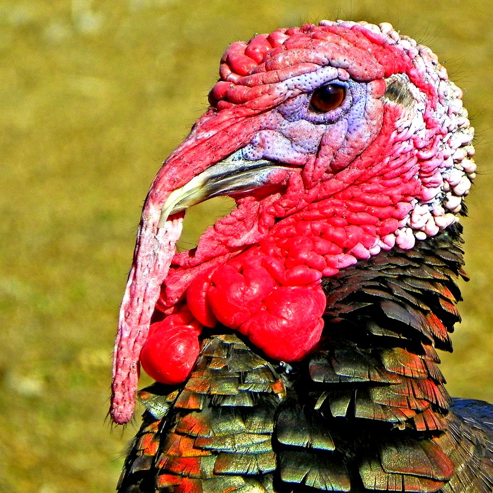 Red And Green Turkey