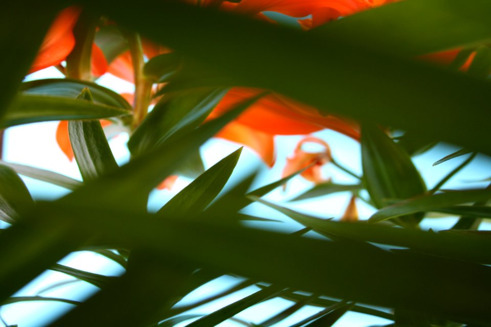 Macro Shot Of Green Leaf And Red Flowers