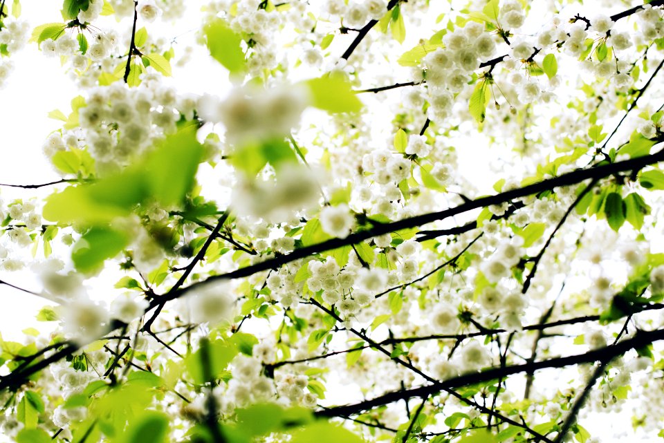 White Flower And Green Tree