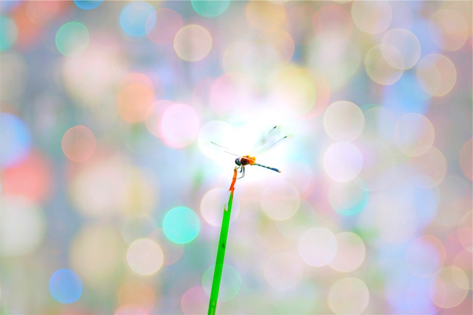 Yellow And Green Dragonfly