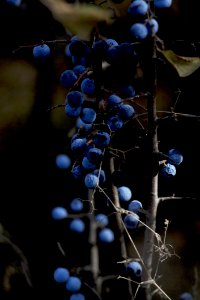 The Bunch Of Blueberries Hanging On Branch