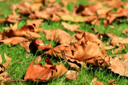 Brown Leafs On Green Grass