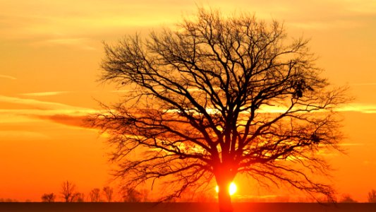Silhouette Bare Tree Against Sky During Sunset photo