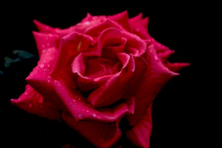 Negative Photography Of Red Rose photo