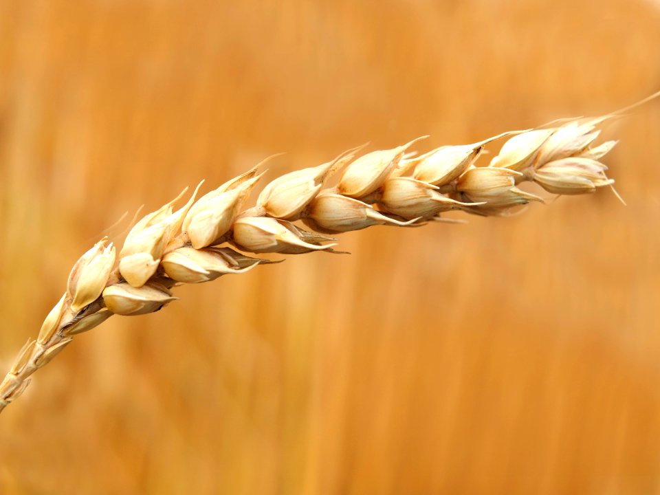 Wheat Grains Closeup Photography