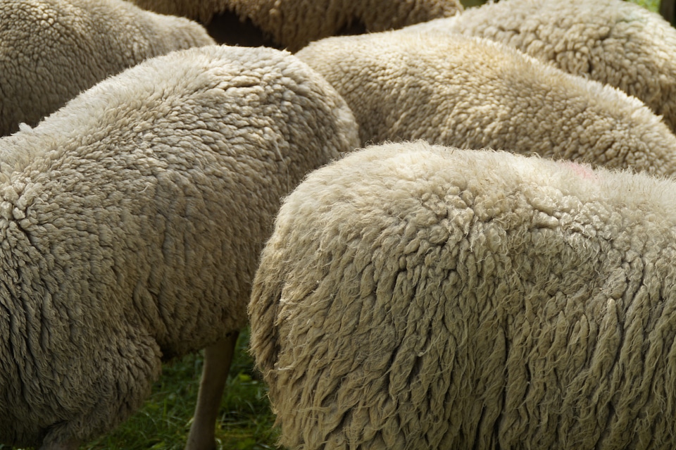 Sheepskin wool white soft