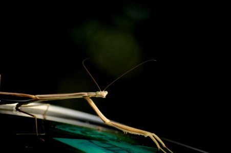 Praying Mantis