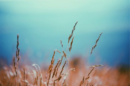 Green Grass