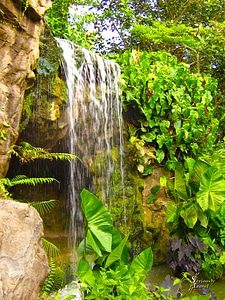 Rocks jungle cascada photo