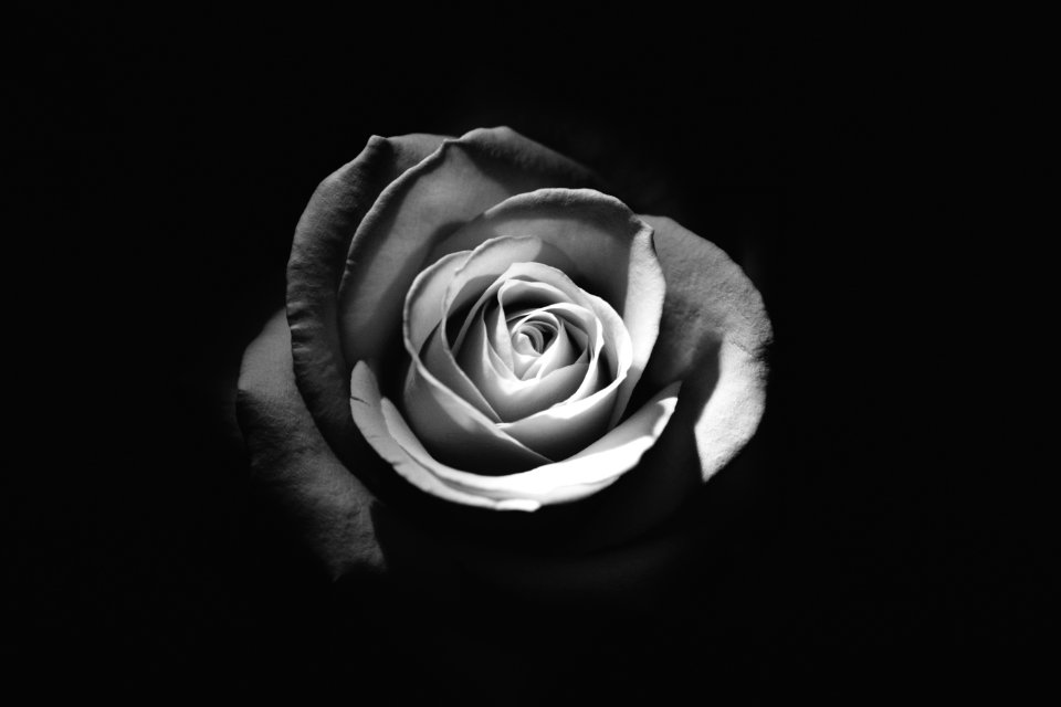 Black And White Rose