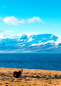 Horse On Coast