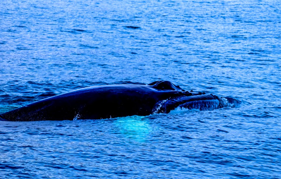 Whale Emerging From Sea