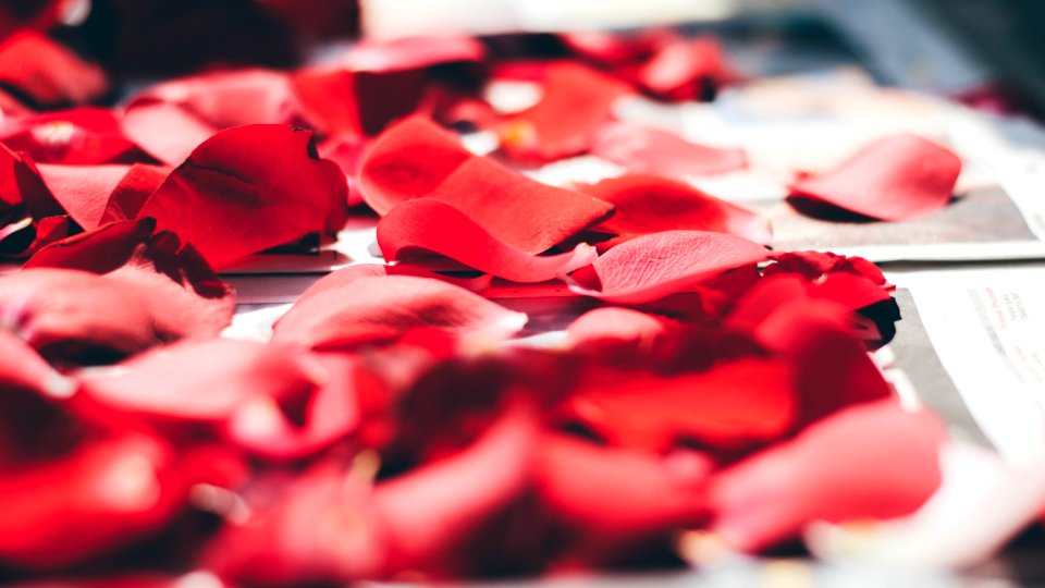 Rose Petals Close Up photo