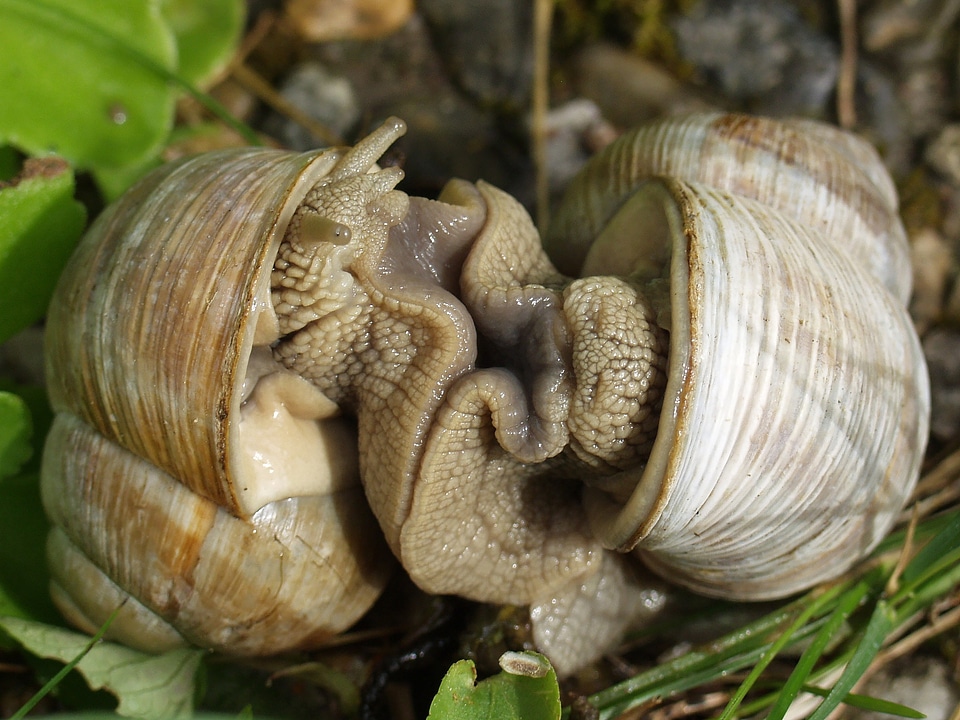 Mating snails hermaphrodites
