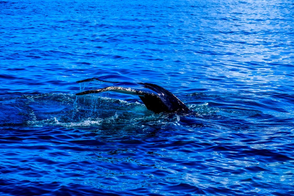 A Whale Diving Underwater