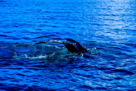 A Whale Diving Underwater