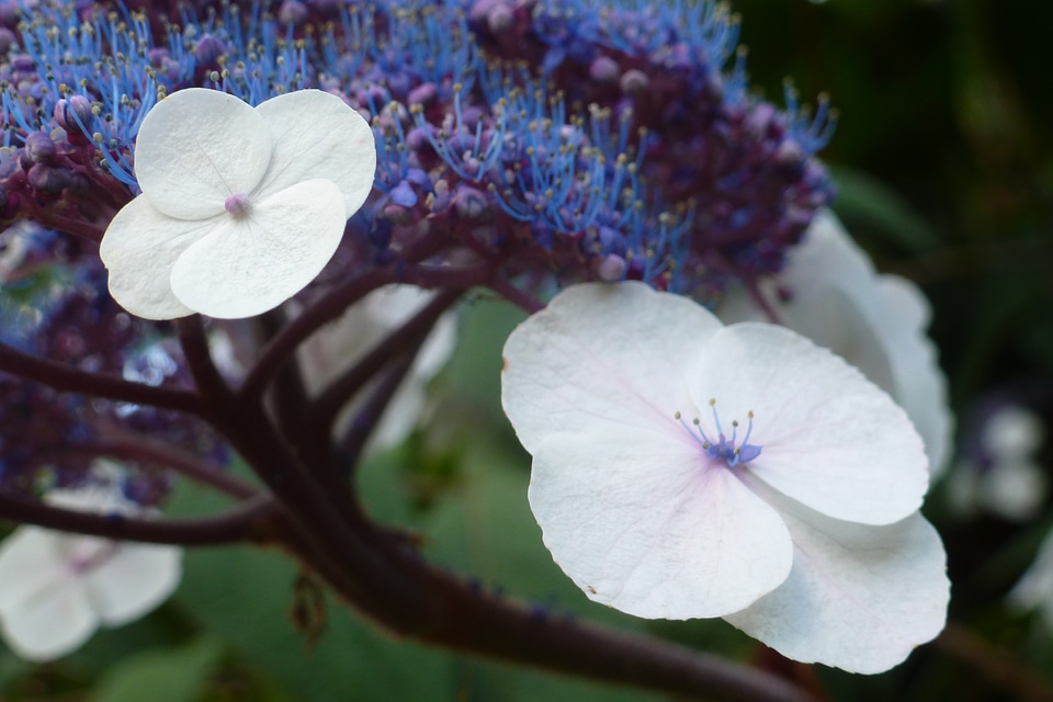 Nature white blue