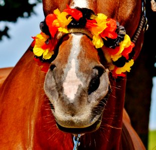 Brown Horse With Yellow Black And Red Flower Headdress