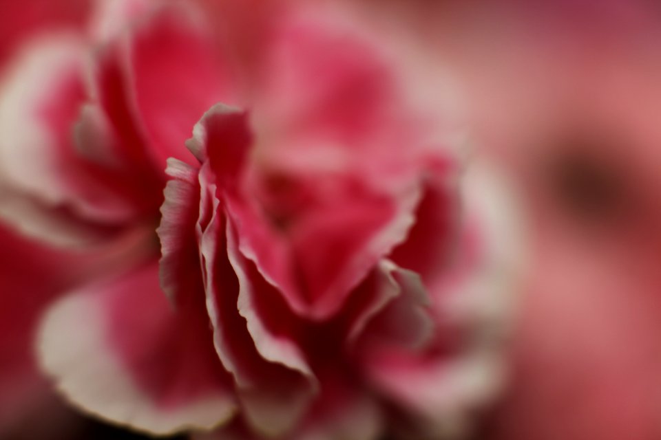 Pink And White Flower