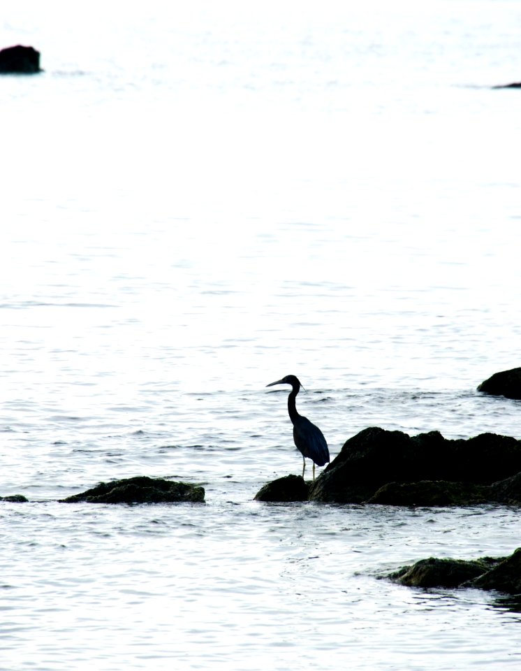 Silhouette In Sea