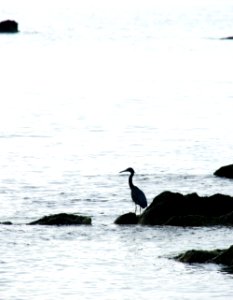 Silhouette In Sea