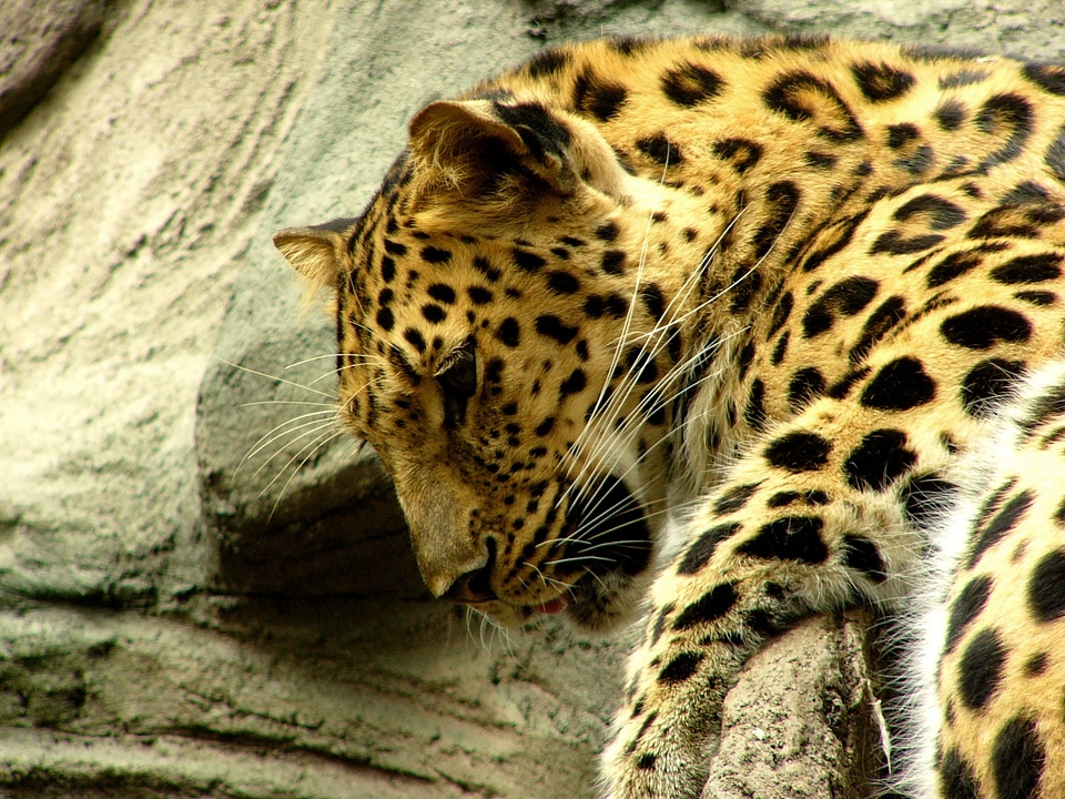 Wildlife big cat pattern