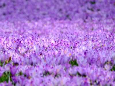 Purple Flower Field photo