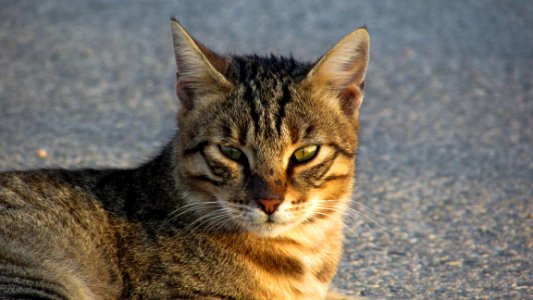 Stray Tabby Cat photo