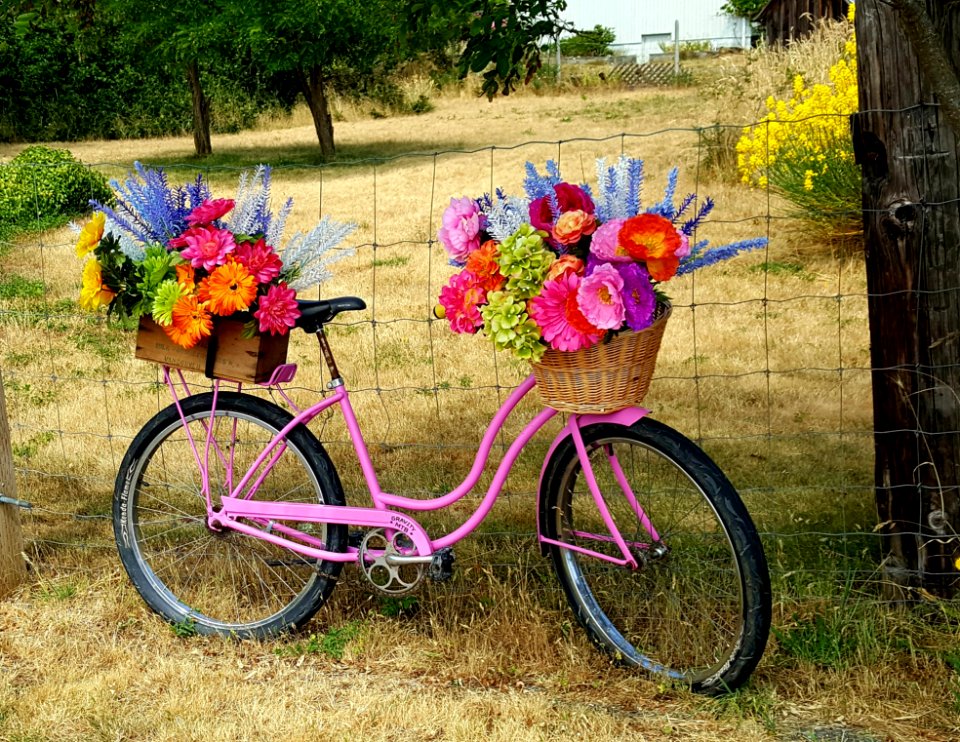 Bicicleta