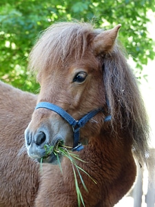 Shetland pony horse animal photo