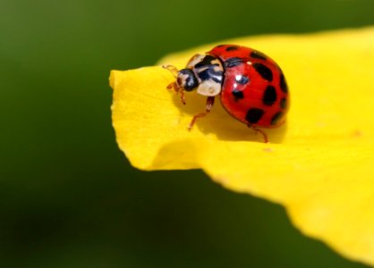 Insect Ladybird Beetle Macro Photography